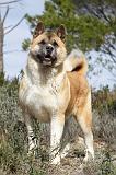 AKITA AMERICAIN 390